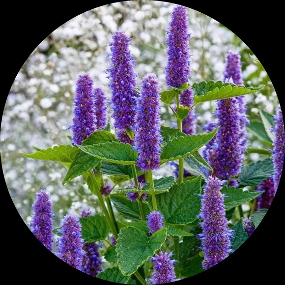 anisehyssop2